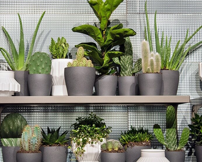 Contact orchid plant for sale