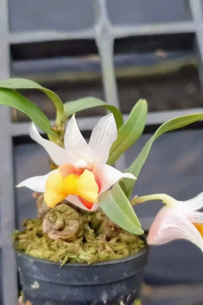 Dendrobium bellatulum