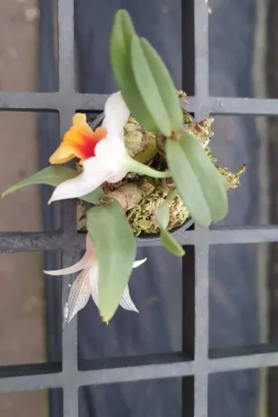 Dendrobium bellatulum