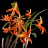 Dendrobium unicum – Buy Online | Sib Orchid Dendrobium unicum orchid plant for sale