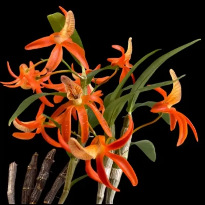 Dendrobium unicum