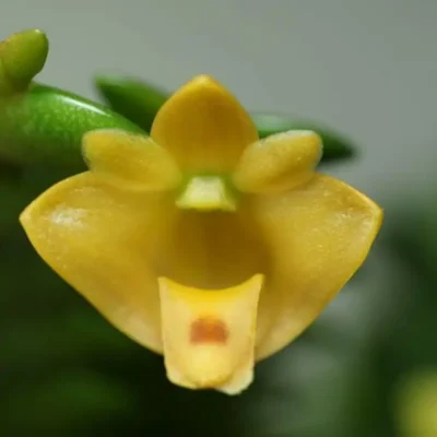 Dendrobium leonis (Small)