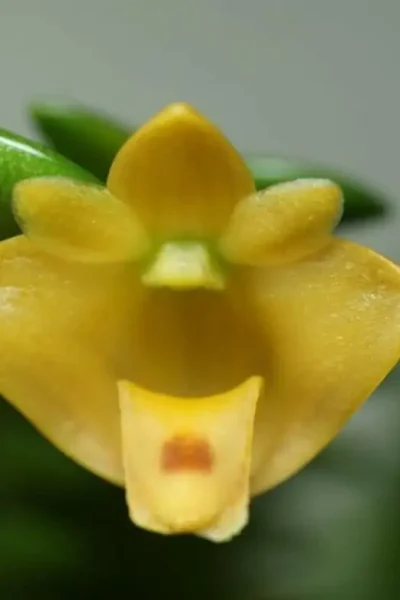 Dendrobium leonis (Small)
