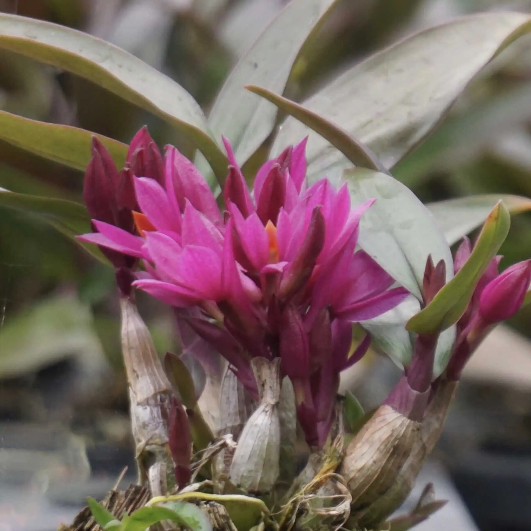 Dendrobium Hibiki 1" Small Size – Buy Online | Sib Orchid Dendrobium Hibiki