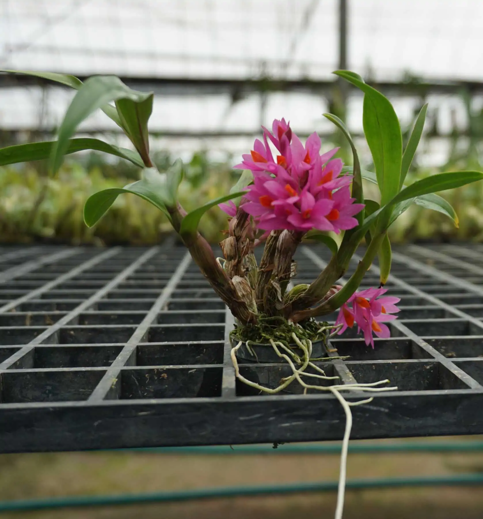 Dendrobium Hibiki 1" Small Size – Buy Online | Sib Orchid Dendrobium Hibiki