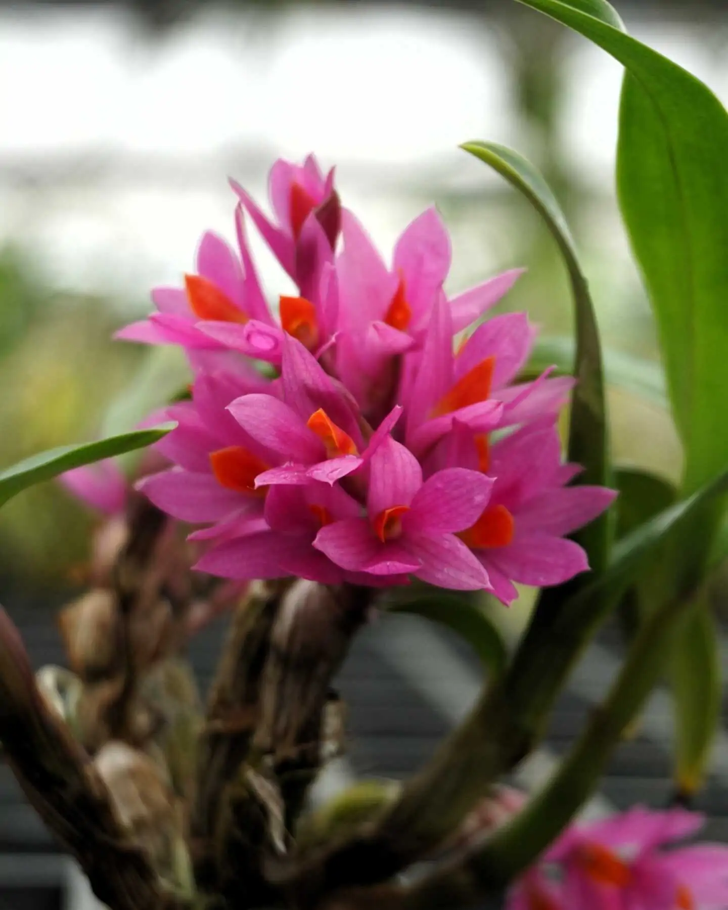 Dendrobium Hibiki 1" Small Size – Buy Online | Sib Orchid Dendrobium Hibiki