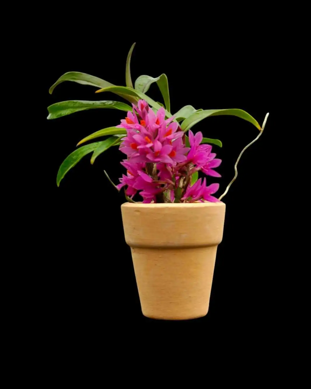 Dendrobium Hibiki 1" Small Size – Buy Online | Sib Orchid Dendrobium Hibiki