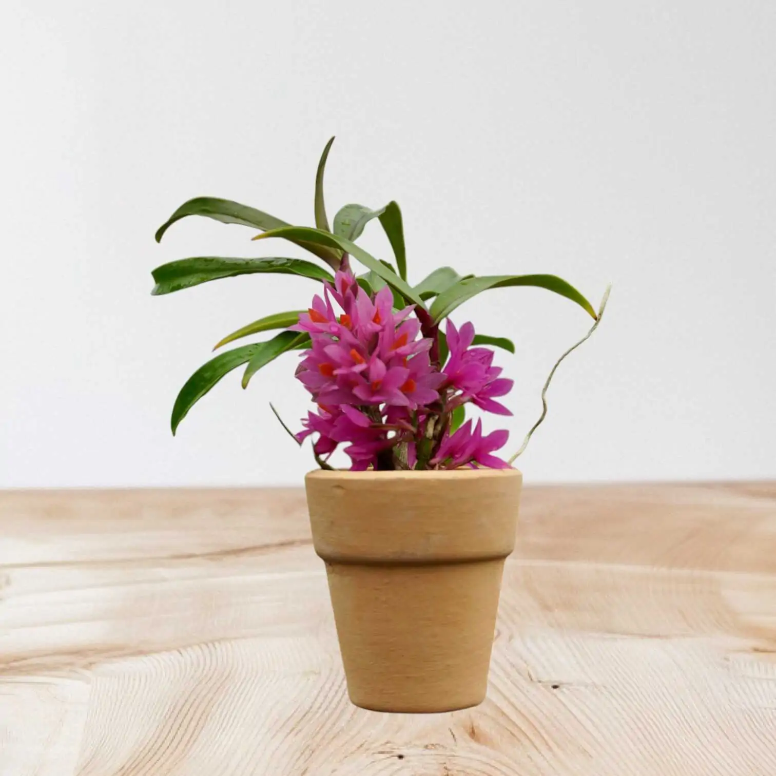 Dendrobium Hibiki 1" Small Size – Buy Online | Sib Orchid Dendrobium Hibiki