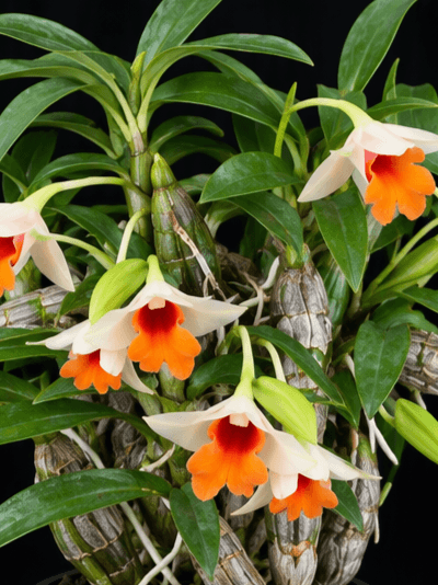 Dendrobium Leonis (Well Plants) - SibOrchid.com Dendrobium Leonis