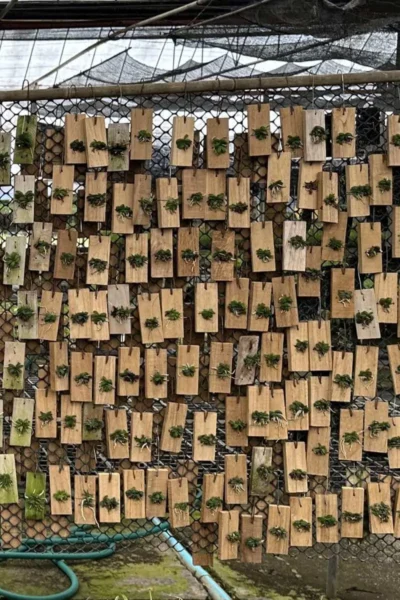 Schoenorchis fragrans