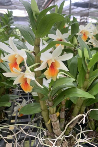 Dendrobium Christy Dawn