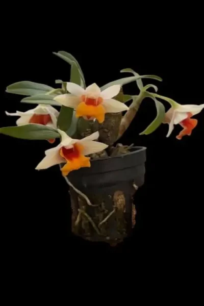 Dendrobium bellatulum