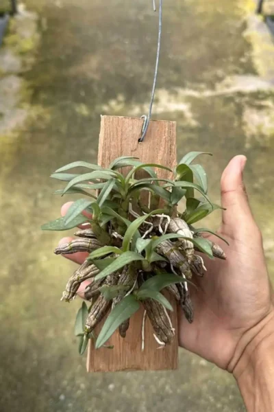 : Dendrobium bellatulum large