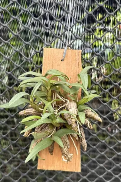 : Dendrobium bellatulum large