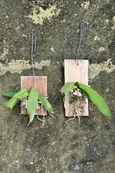 gastrochilus obliquus