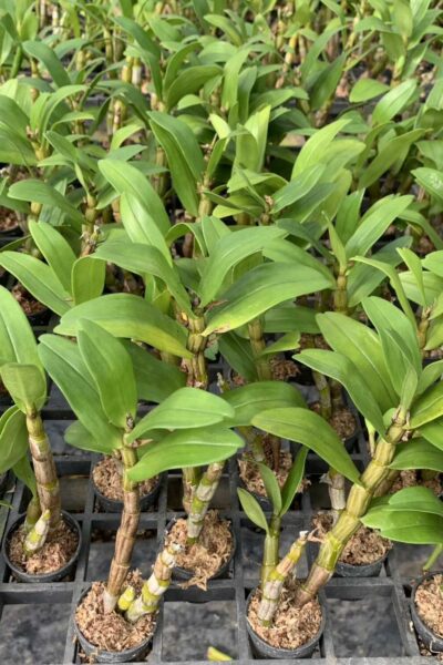 Dendrobium Christy Dawn