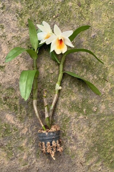 Dendrobium Christy Dawn