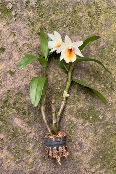 Dendrobium Christy Dawn