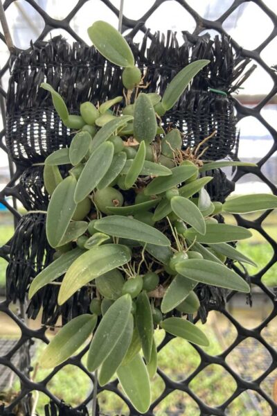 Bulbophyllum cambodianum