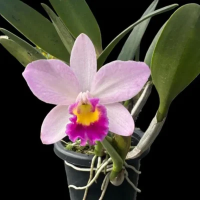 Rhyncattleanthe Sakurahime