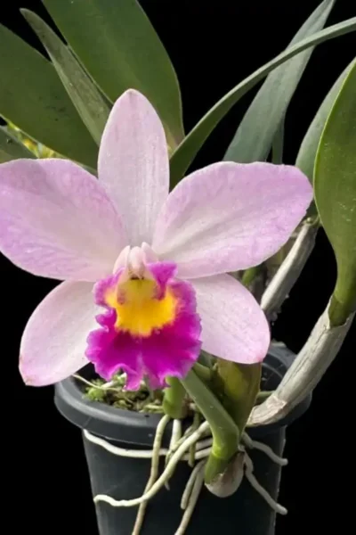 Rhyncattleanthe Sakurahime