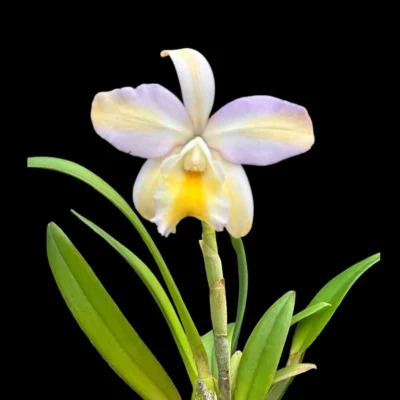 Rhyncattleanthe Mikawa Crystal