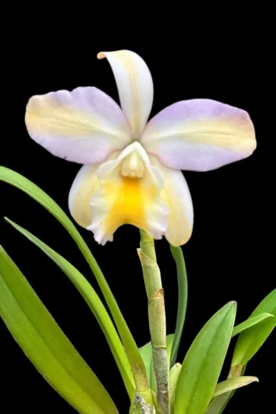 Rhyncattleanthe Mikawa Crystal