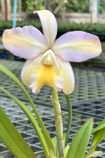 Rhyncattleanthe Mikawa Crystal