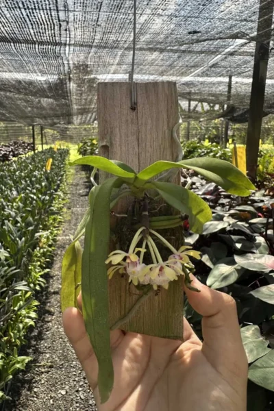 gastrochilus obliquus