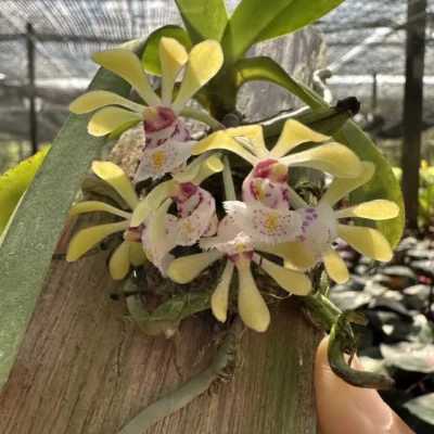 Gastrochilus obliquus