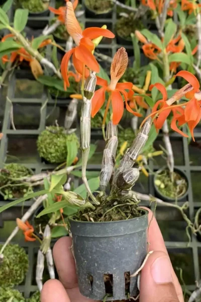 Dendrobium unicum orchid