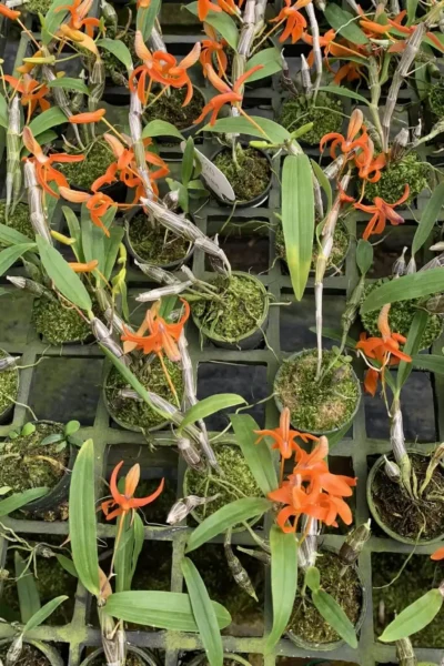 Dendrobium unicum orchid