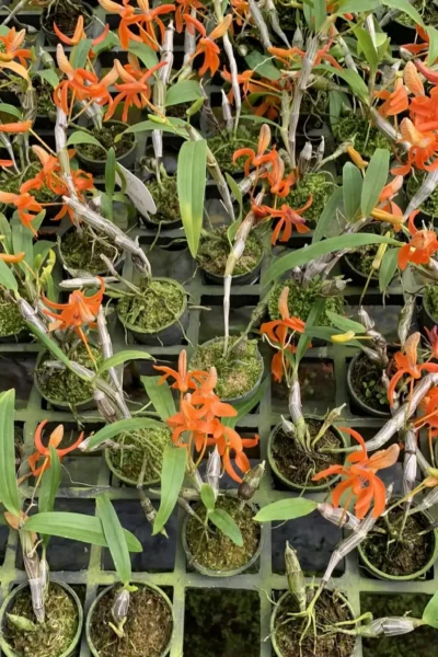 Dendrobium unicum orchid