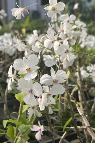dendrobium-fytchianum-white-normal-color