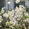 dendrobium-fytchianum-white-normal-color