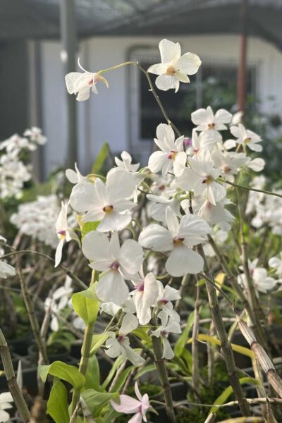 dendrobium-fytchianum-white-normal-color