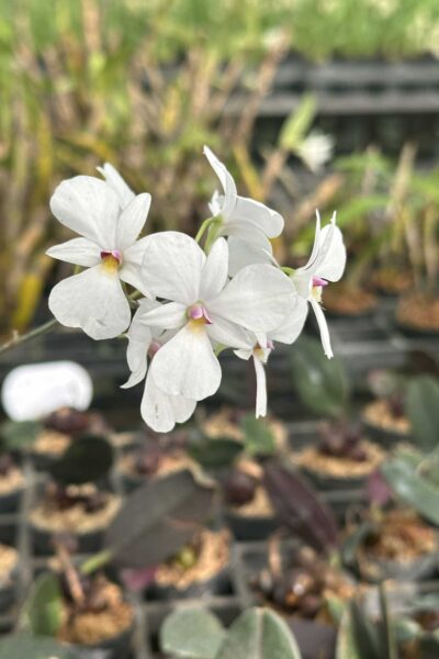 dendrobium-fytchianum-white-normal-color