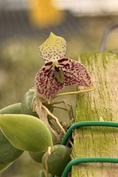 Bulbophyllum cambodianum