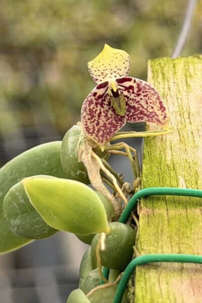 Bulbophyllum cambodianum