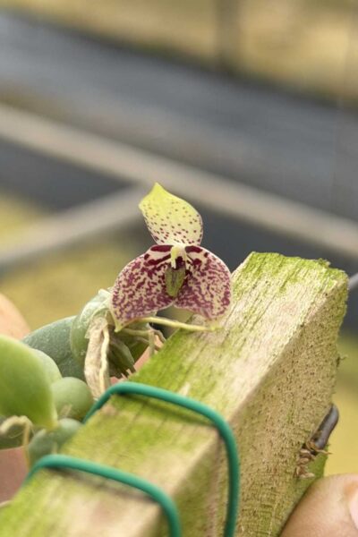 Bulbophyllum cambodianum