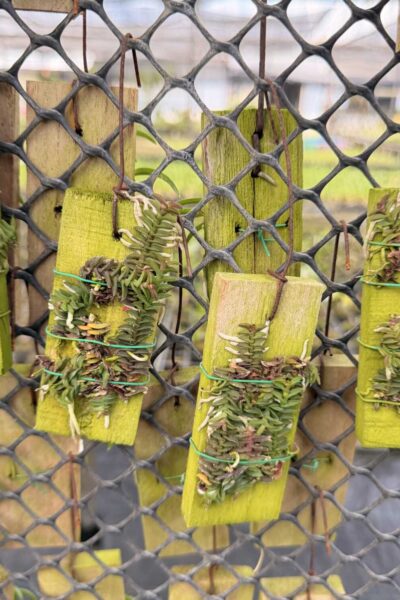 schoenorchis scolopendria