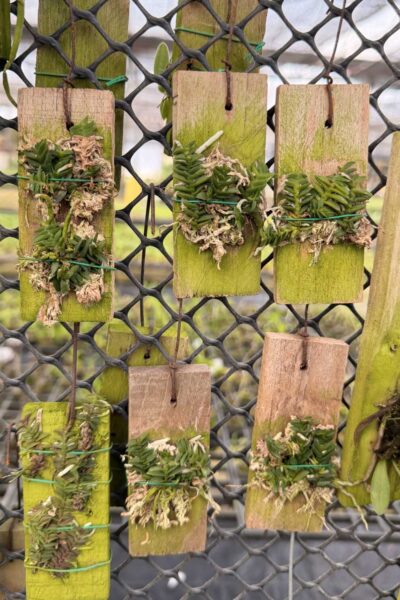 schoenorchis scolopendria