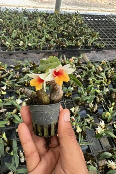 Dendrobium bellatulum