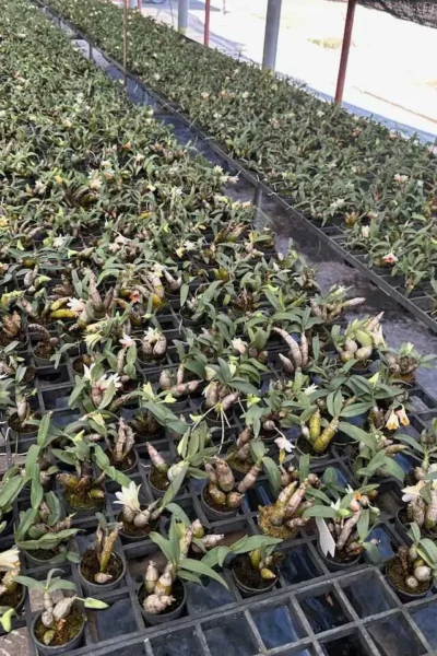 Dendrobium bellatulum