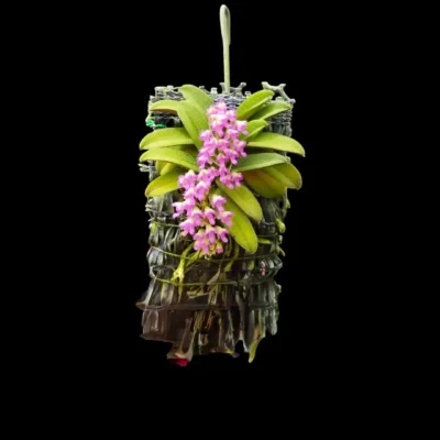 Schoenorchis fragrans