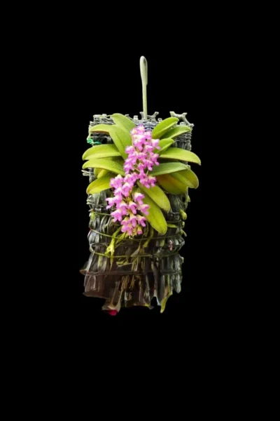 schoenorchis fragrans