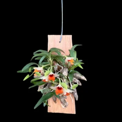 Dendrobium bellatulum Large