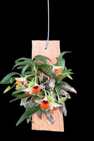 : Dendrobium bellatulum large
