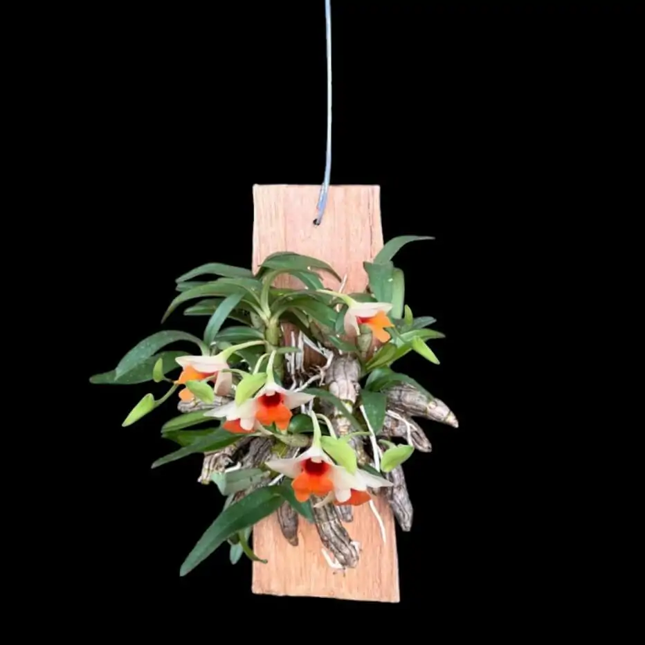 Dendrobium bellatulum Large – Buy Online | Sib Orchid : Dendrobium bellatulum large