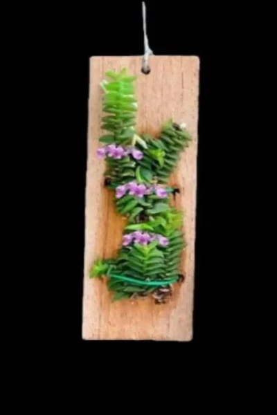 schoenorchis scolopendria